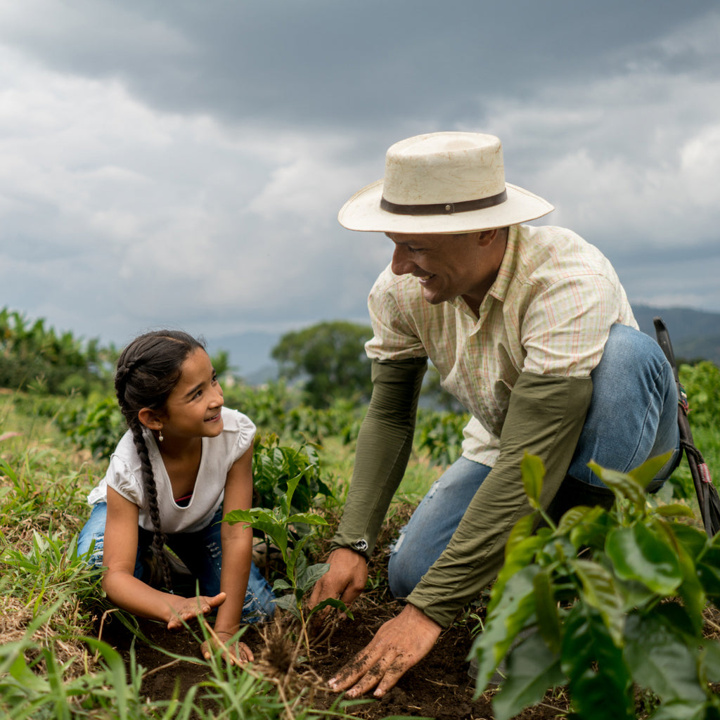 Life Cycle Of The Coffee Bean